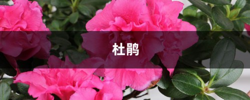 盆里滴点它，杜鹃再也不黄叶，开花爆盆100朵！