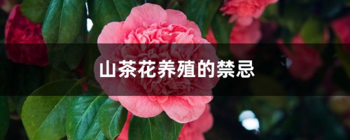 山茶花养殖的禁忌