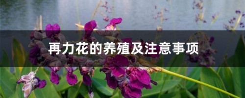 再力花的养殖及注意事项