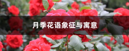 月季花语象征与寓意