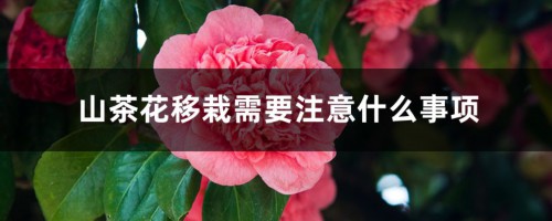 山茶花小苗什么时候移栽，山茶花移栽需要注意什么事项