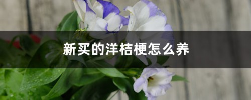 新买的洋桔梗怎么养