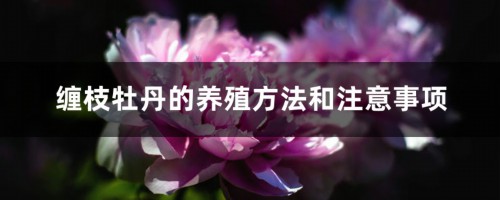 缠枝牡丹的养殖方法和注意事项