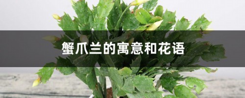 蟹爪兰的寓意和花语