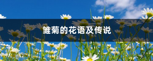 雏菊的花语及传说