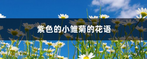 雏菊花语