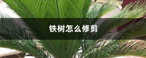 铁树怎么修剪，叶子可以剪光吗