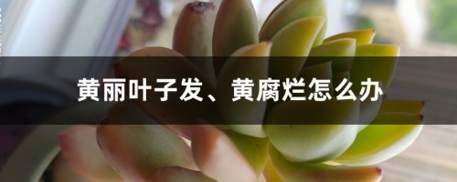 黄丽叶子发、黄腐烂怎么办