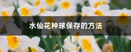 水仙花种球保存的方法，如何挑选水仙花的种球