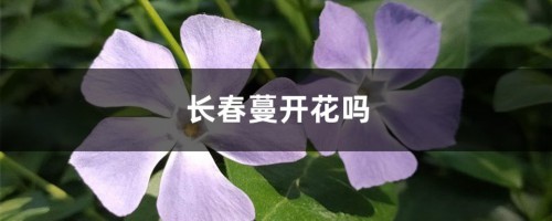 长春蔓开花吗