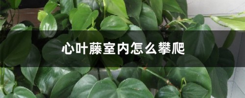 心叶藤室内怎么攀爬