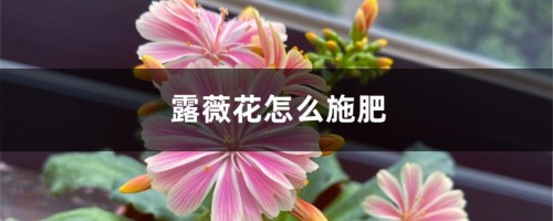 露薇花怎么施肥