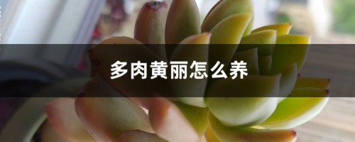 多肉黄丽怎么养