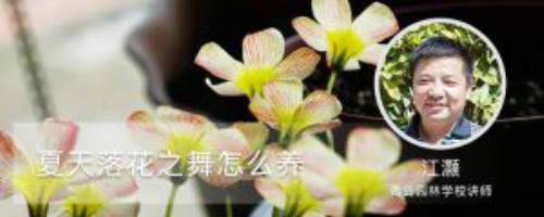 夏天落花之舞怎么养